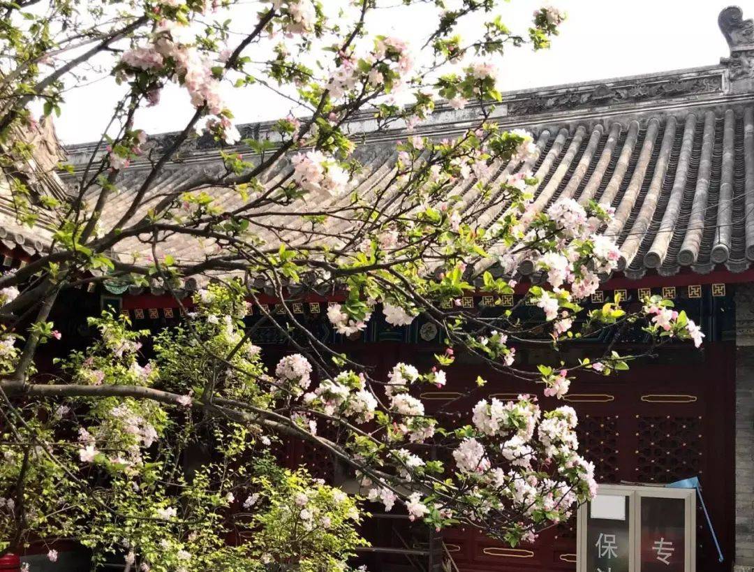 长寿花,长寿木!美了几千年,万人观赏祈福得寿