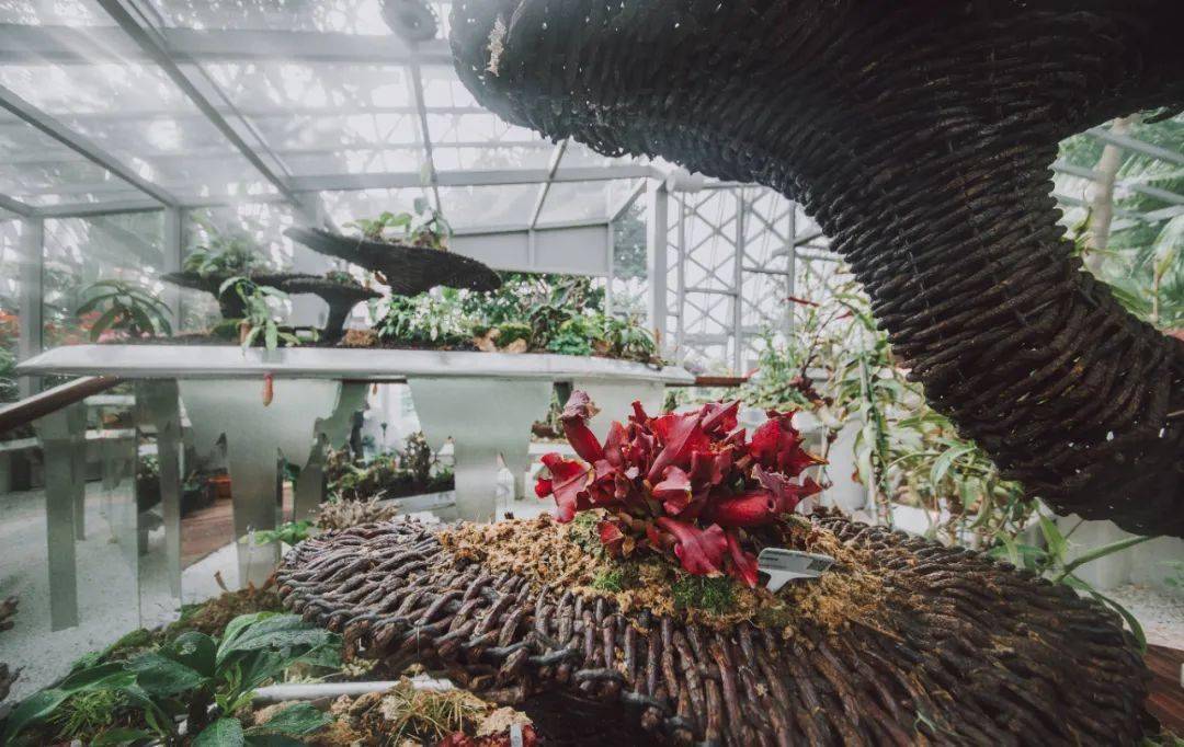 辰山植物园食虫植物馆图片