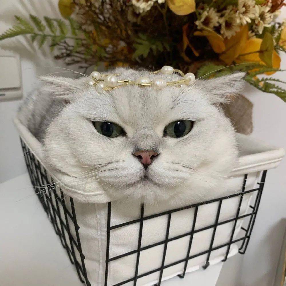可爱萌宠猫咪头像|一如既往 万事胜意