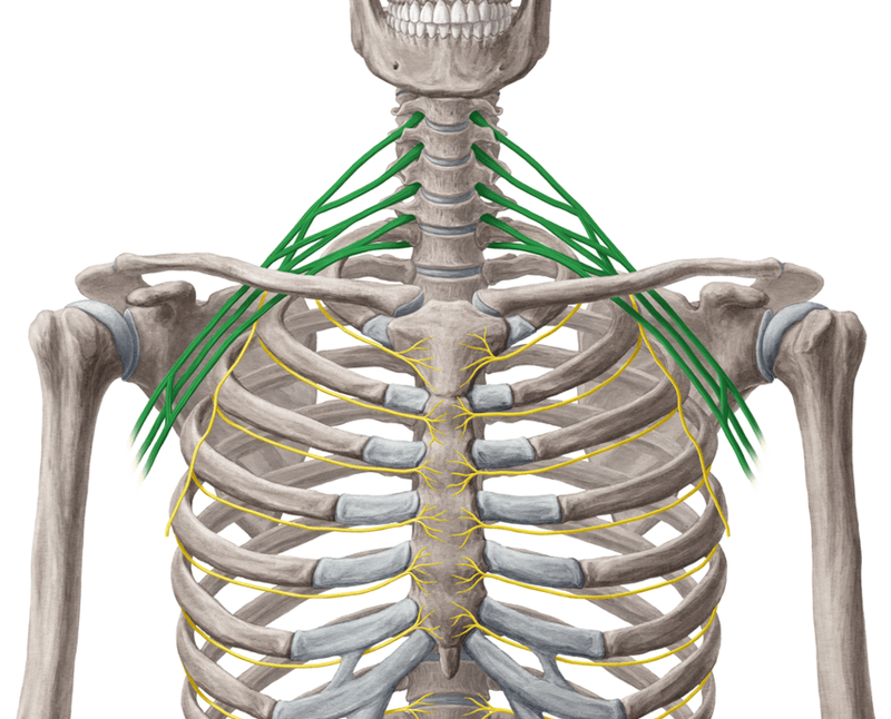 臂丛锁骨上部分支概述与治疗定点汇总