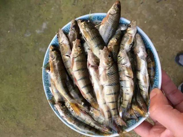 溪石斑,一种只属于小河小溪的特殊鱼种,对水质要求极高_溪流
