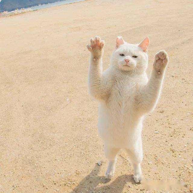 猫咪朝天夸张站立竟然是在祈祷