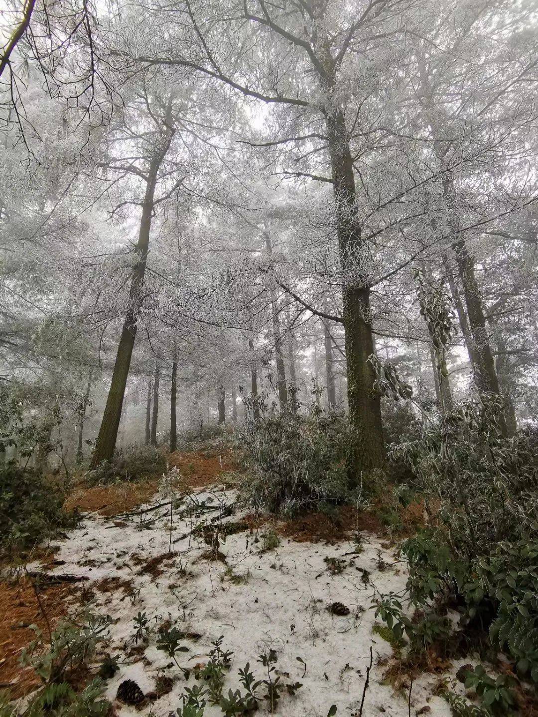 昆明主城开始飘雪