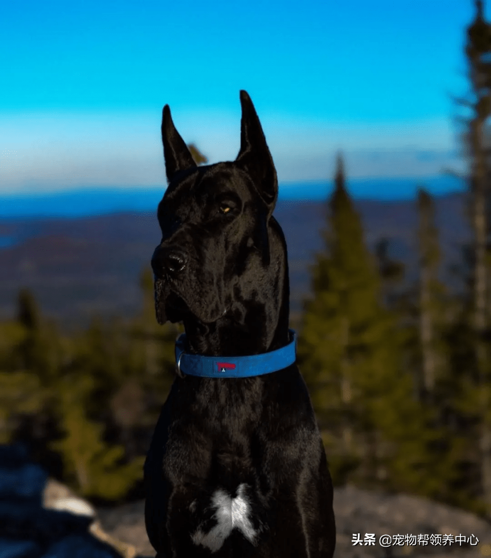 大丹犬酷似蝙蝠侠但真正让它拥有高人气是和人亲近