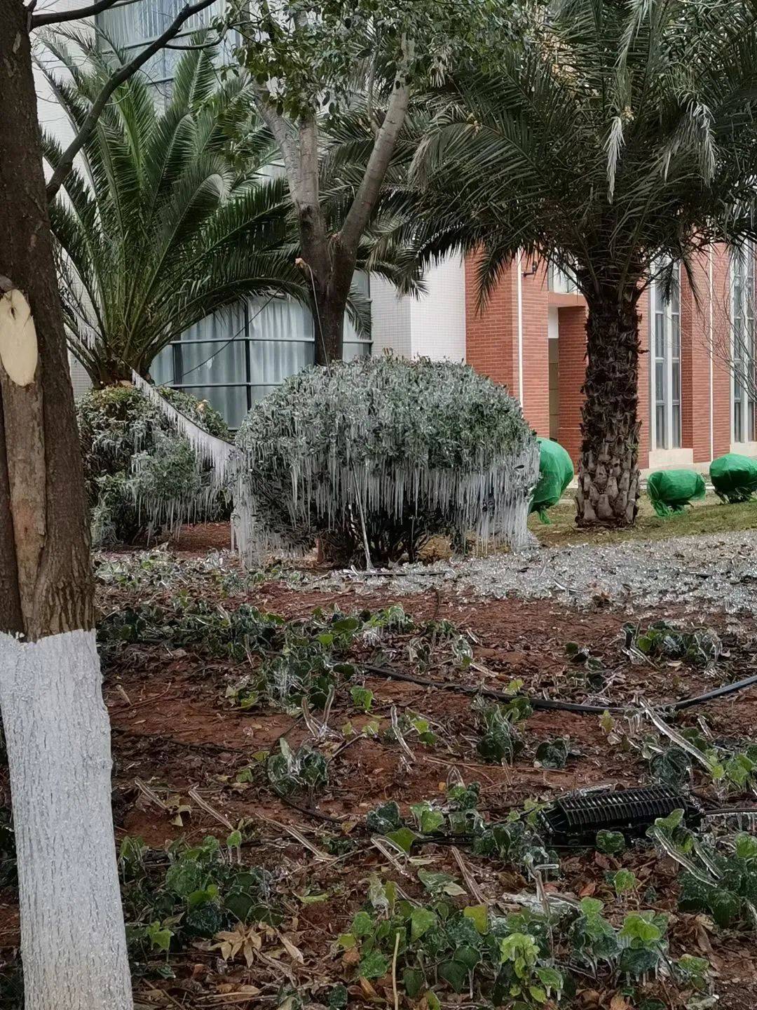 昆明主城开始飘雪