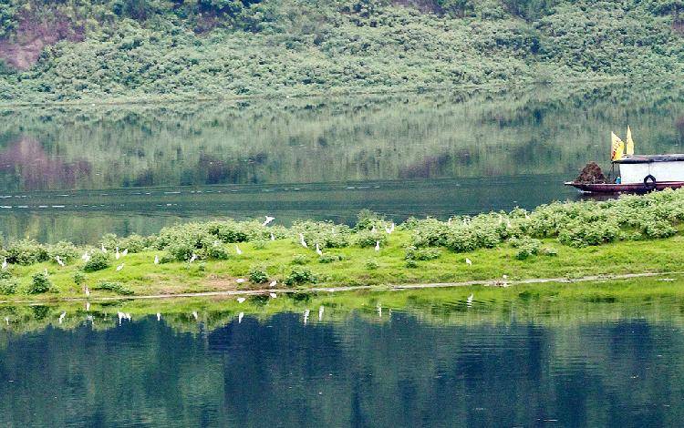 美如画！重庆忠县生态湿地植被茂盛白鹭飞舞
