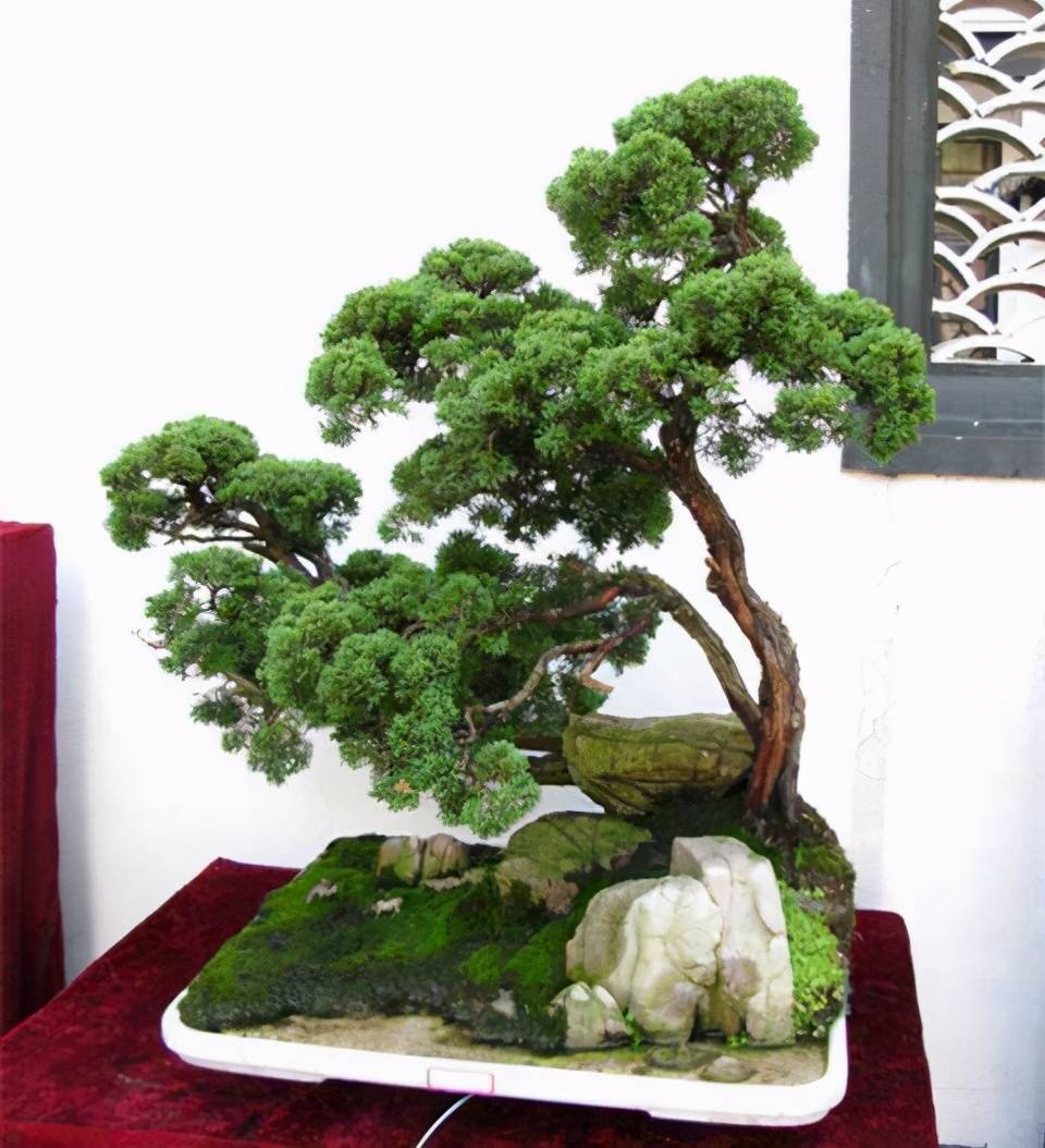 树桩盆景枝片造型讲究样式