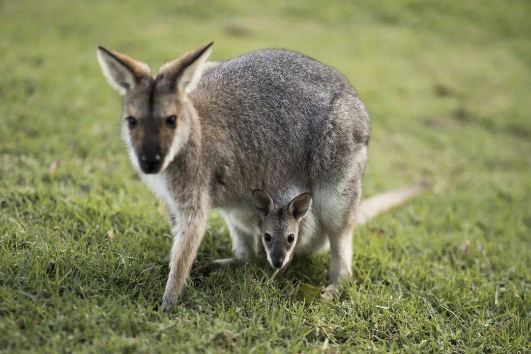 可以在可伦宾动物园 (currumbin wildlife sanctuary),抱一抱呆萌可爱