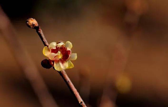 【卓越旅遊】| 又是一年臘梅季,花開時節香滿谷