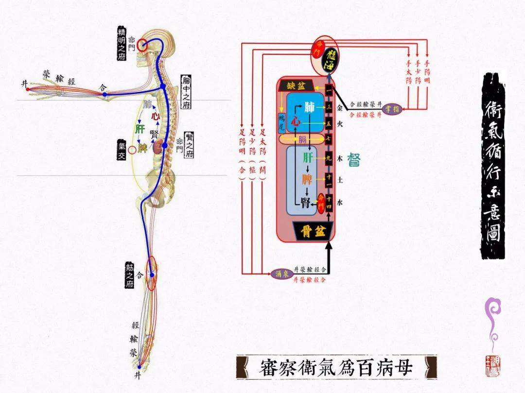 卫气循行路线图图片