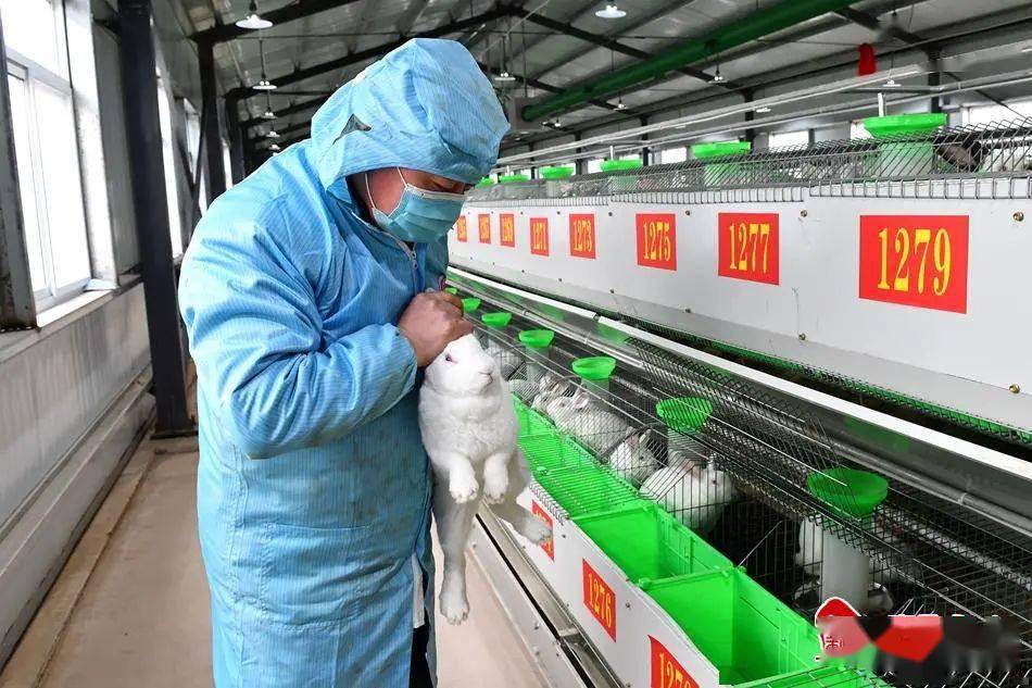 清水县獭兔养殖助力群众脱贫