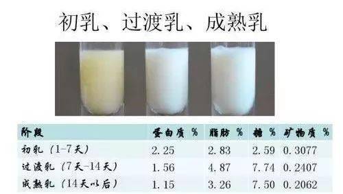 此时母乳各种成分比较固定,其中蛋白质,脂肪和糖的比例为1:3:6