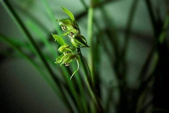 解决蕙兰开花难，做好这些很关键_一定的