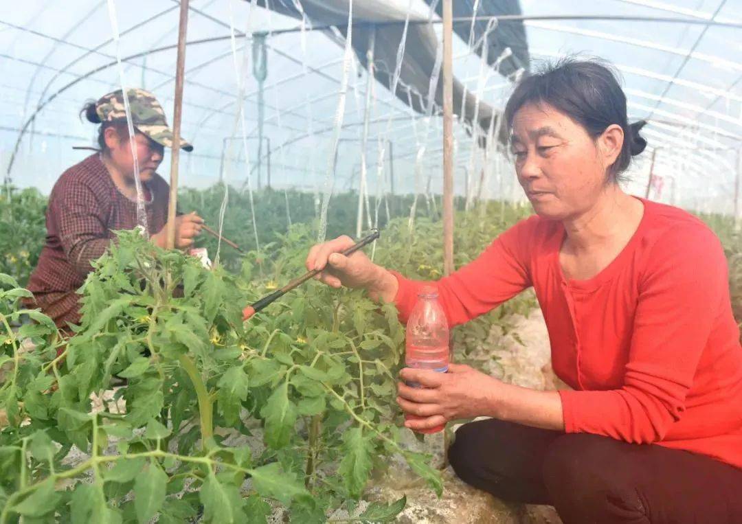 巢湖这处规模番茄基地即将建成~_中垾镇