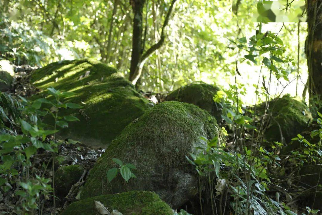书剑2020深山藏韵源自神秘而魅人的古域勐库邦马大雪山