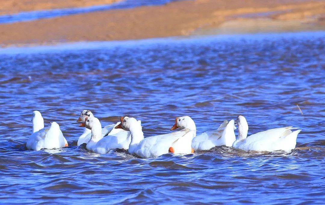 走进循化,走进黄河候鸟生态圈
