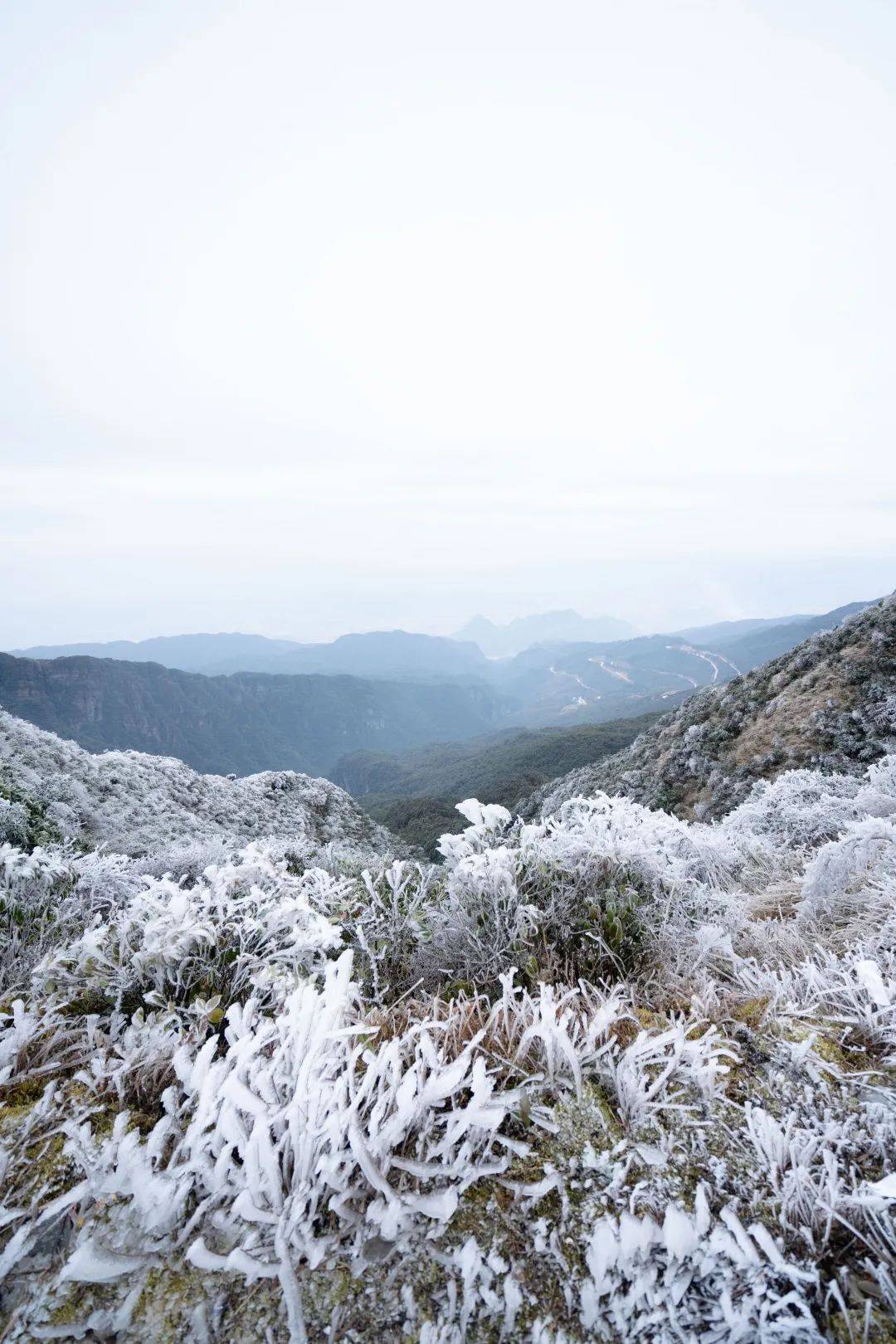南宁大明山丨雾凇持续来袭让你感受冬日里最动人心魂的美景