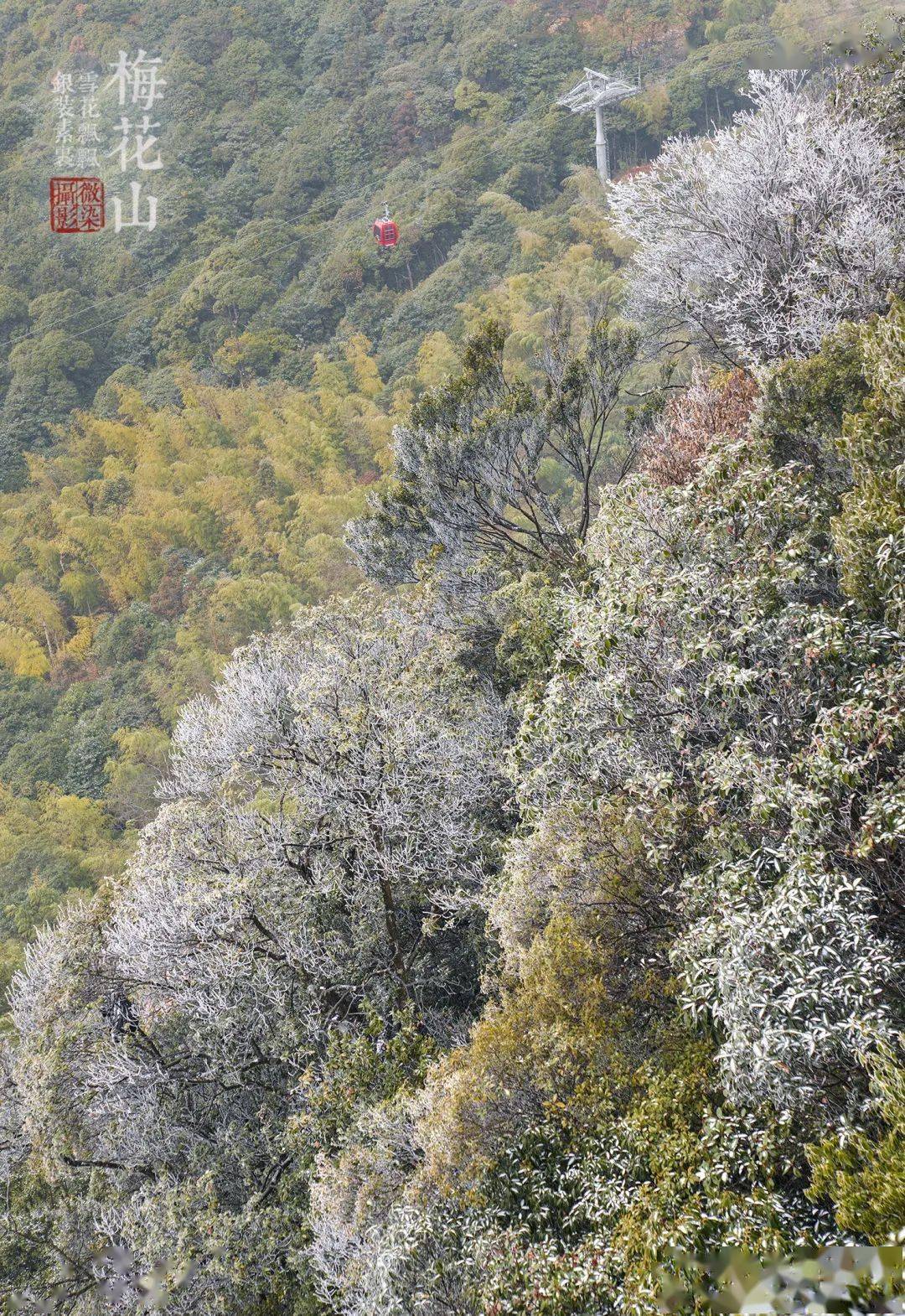 週末梅花山,踏雪,尋梅!