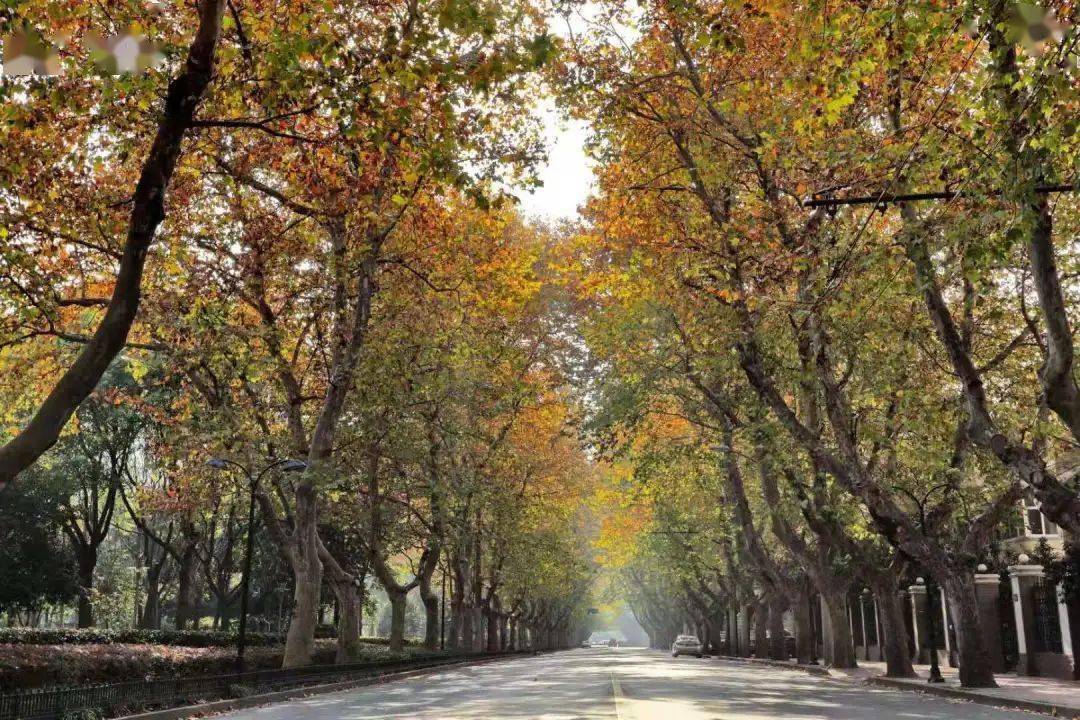 ctb超后再定制个性化治疗这里的行道树已接受全面体检