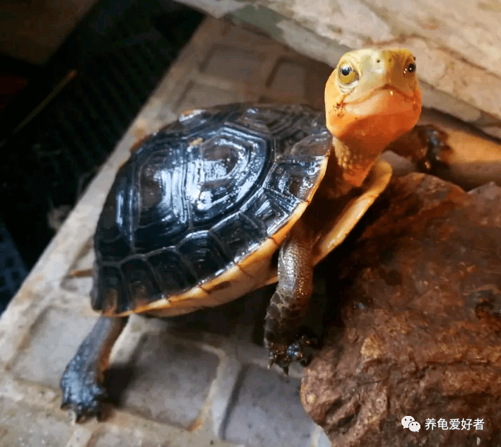 黃緣龜在造景上的一些注意事項