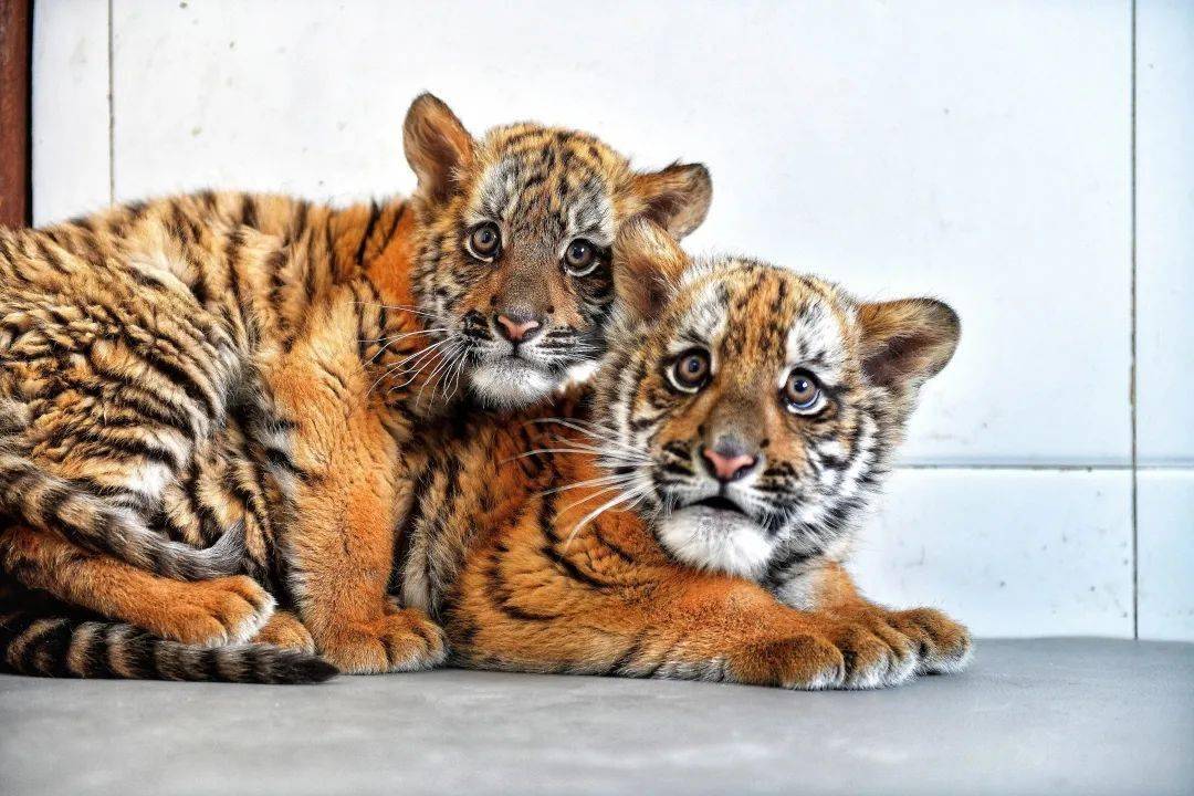 许是由于见到了生人,两只小老虎看起来比较拘谨,蜷缩在角落里机警地