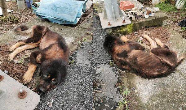 路边捡了一具皮包骨骷髅,看清正脸后,哭了.