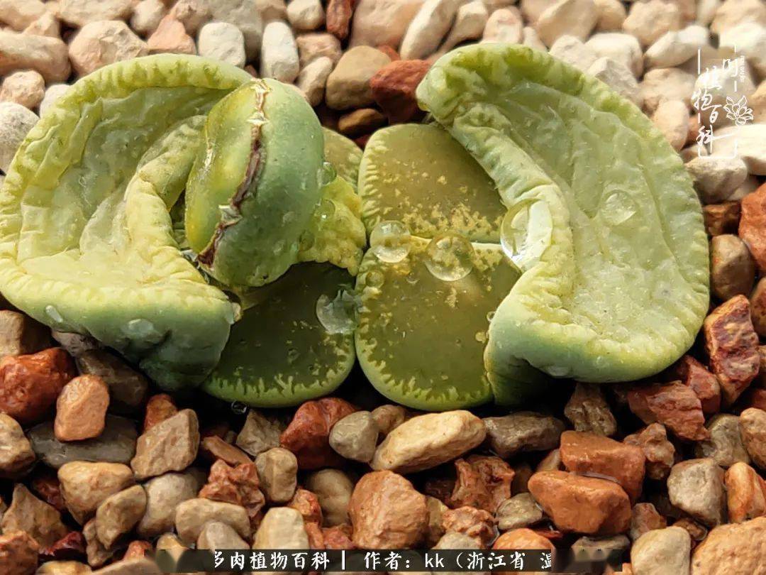 入坑9年爱上南非的大地宝石生石花