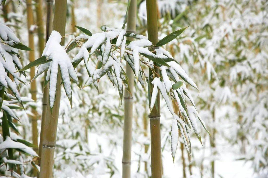 雪天的竹子图片图片