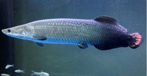 河中巨怪之巨骨舌鱼图片