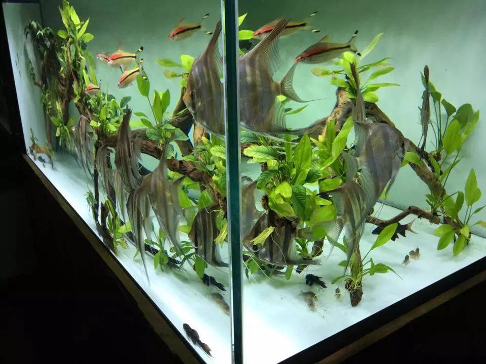 这就是别人家的神仙缸.