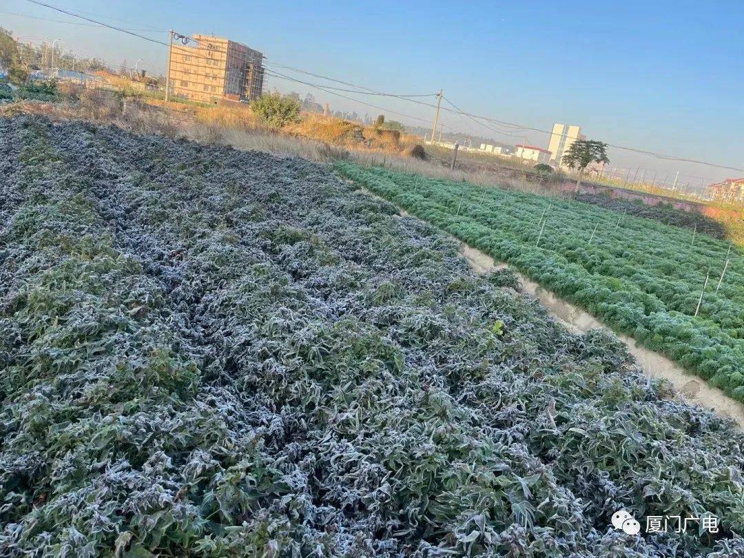 罕见厦门今晨下霜白茫茫一片最低29回暖就在