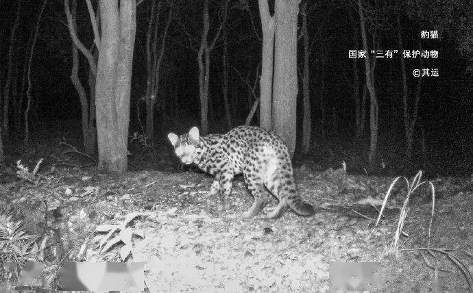 "我捡了一只野猫,差点被抓去坐牢!