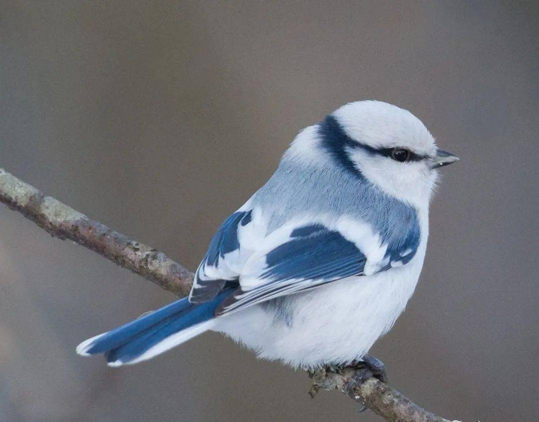又到了欣赏小肥啾的季节
