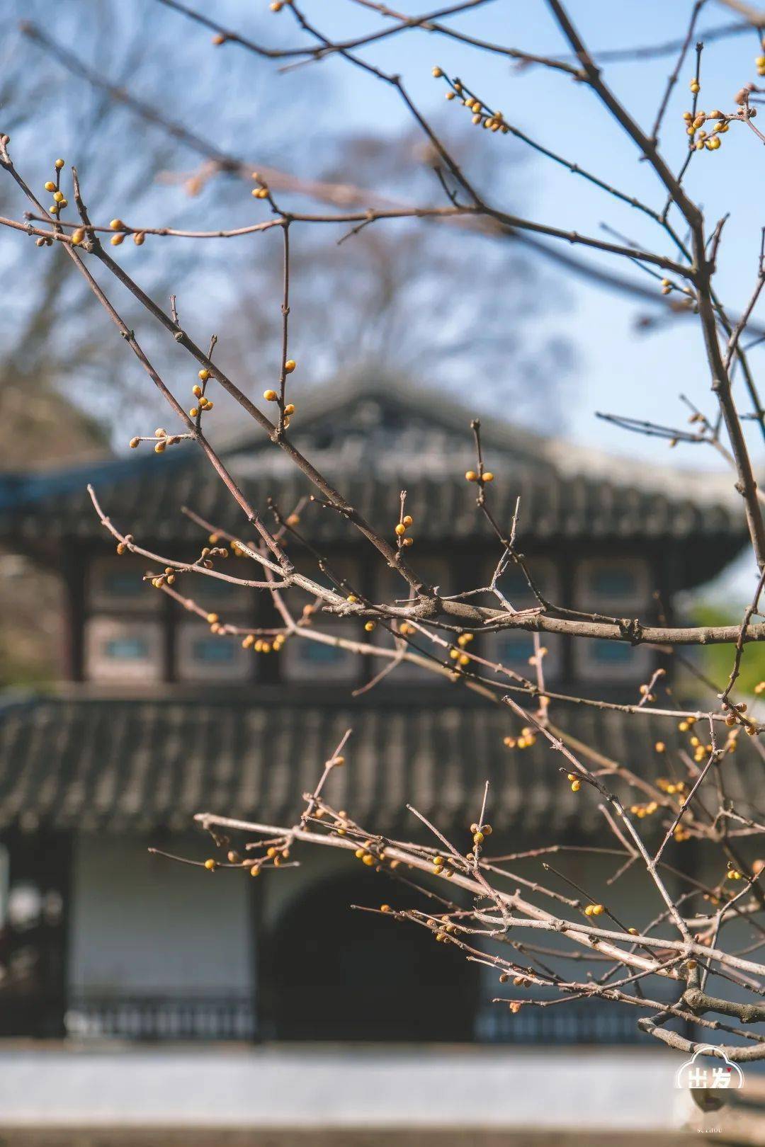 腊梅初绽至寒时拙政园暗香涌动