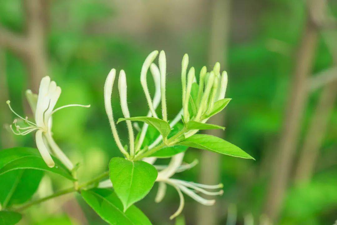 四季常青又耐寒的花卉有哪些?