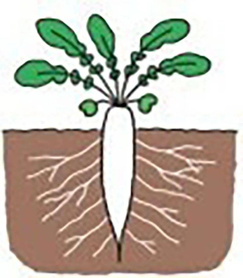 变态根的植物有哪些图片