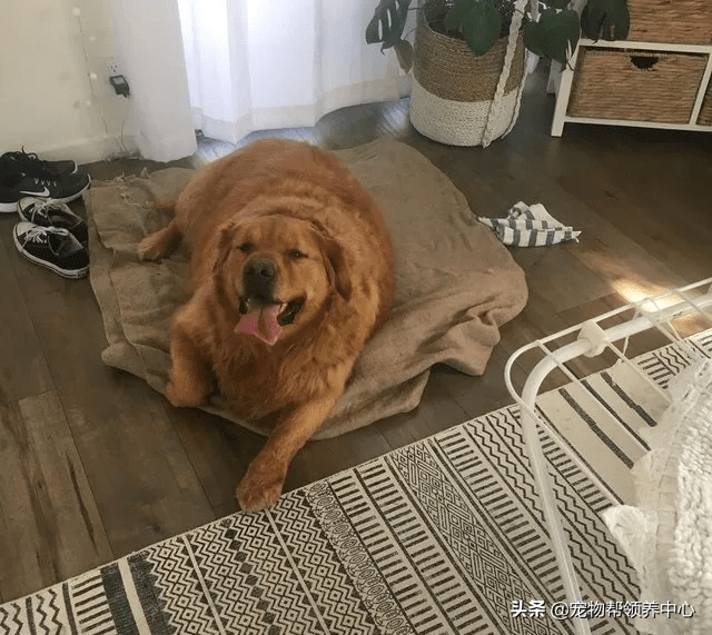 136斤金毛肥得像炸鸡一年狂减56斤网友小丑竟是我自己