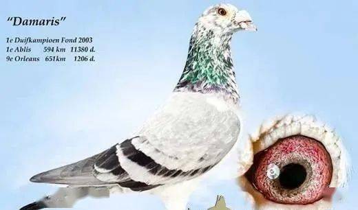 麒麟花鸽赢全能名鸽"柔奔"