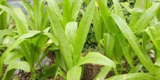 四季尖葉油麥菜種植技術,這一篇很全面,值得看一看