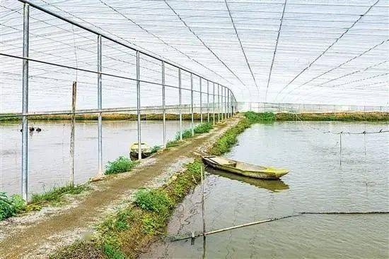 江门农业农村部门和从业者:科学应对寒潮力保农业生产