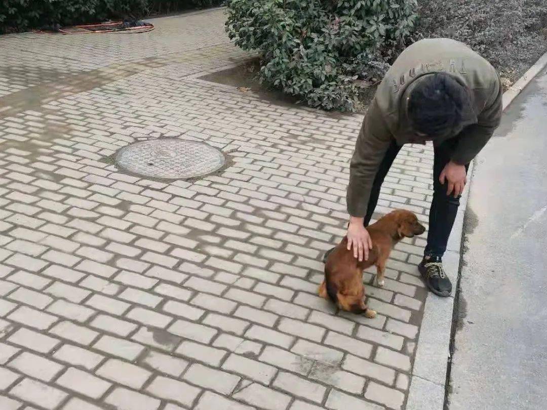 巢湖曝光一批遛狗不牵绳行为有你认识的人吗