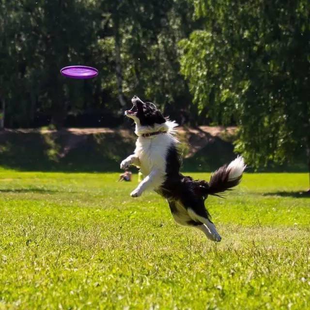 边牧专栏丨训练边境牧羊犬空中接物