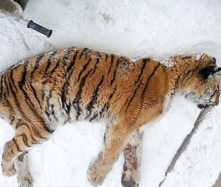 东北虎难忍牙痛雪天连夜敲门向猎人求助老虎给点止痛药呗