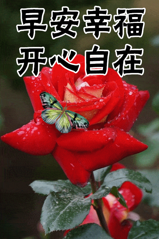 533_800竖版 竖屏gif 动态图 动图