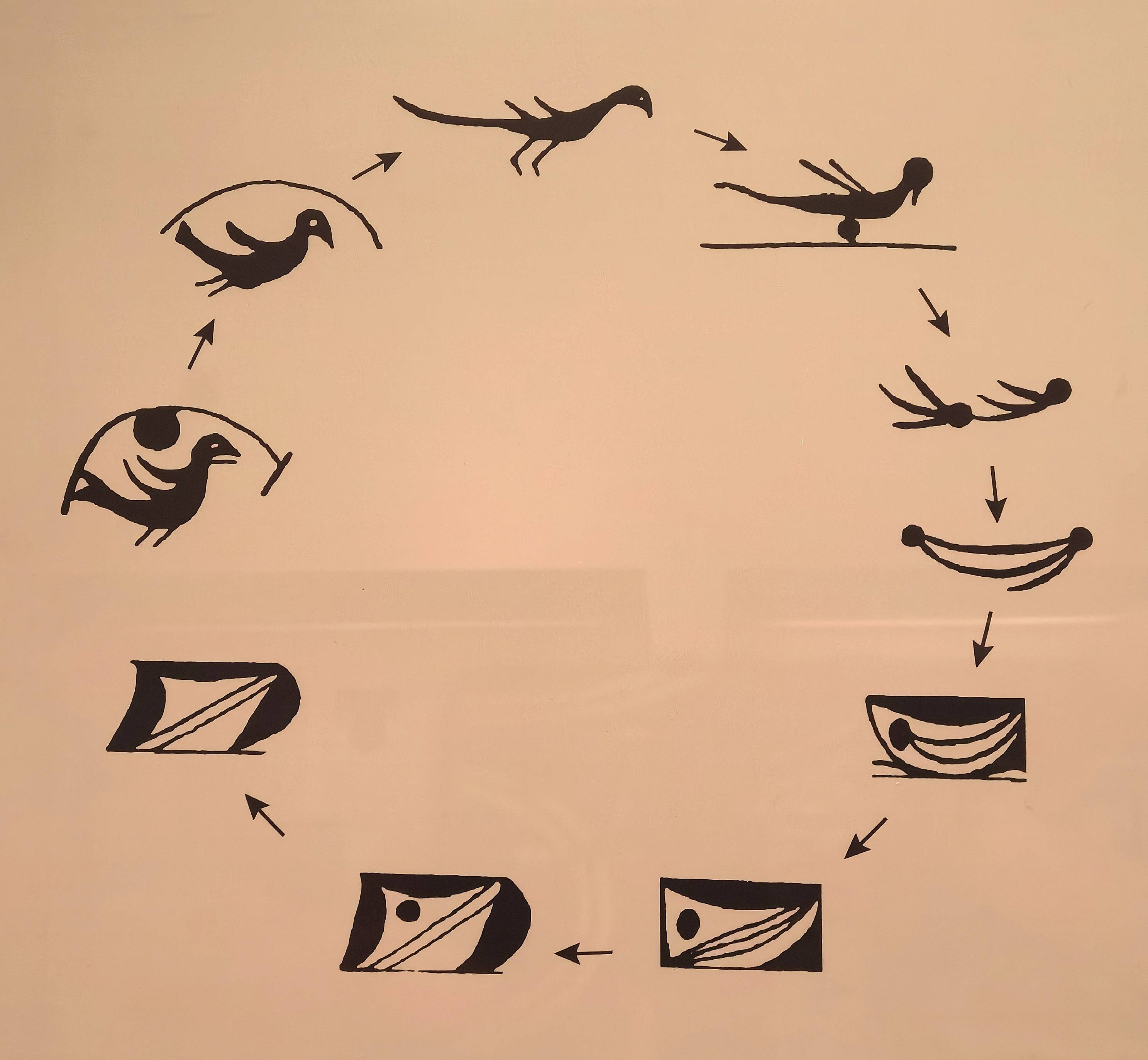 仰韶文化彩陶鱼纹演变示意图杨晓君摄除了艺术上的感染力以外,水鸟衔