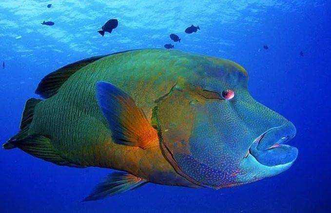 麒麟鱼:老公的尺寸很重要