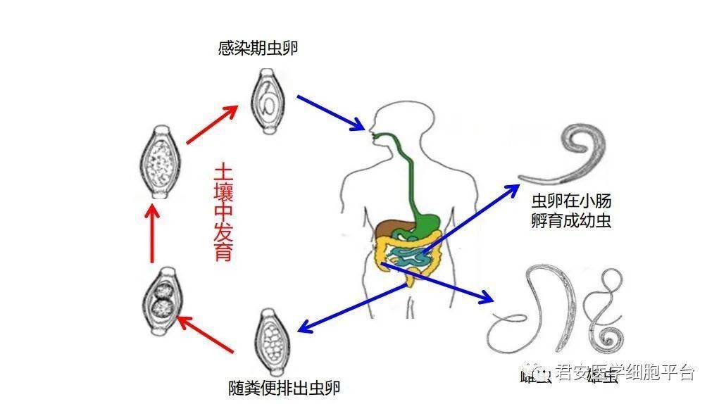 鞭虫结构图图片