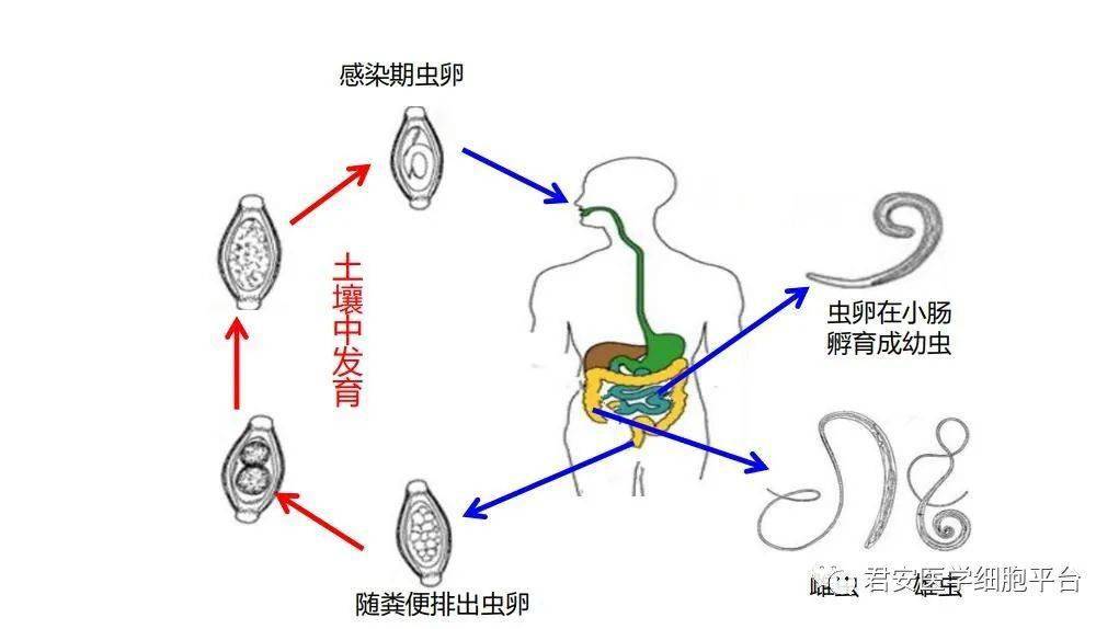 鞭虫排出体外的图片图片