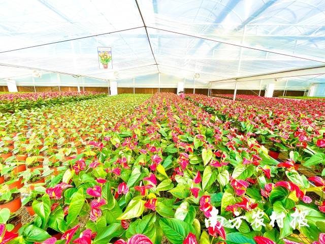 广州从化花卉种植基地图片