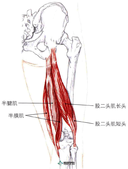 67拉伸腘绳肌